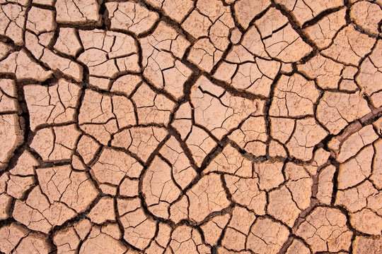 Beef Tallow Moisturizers