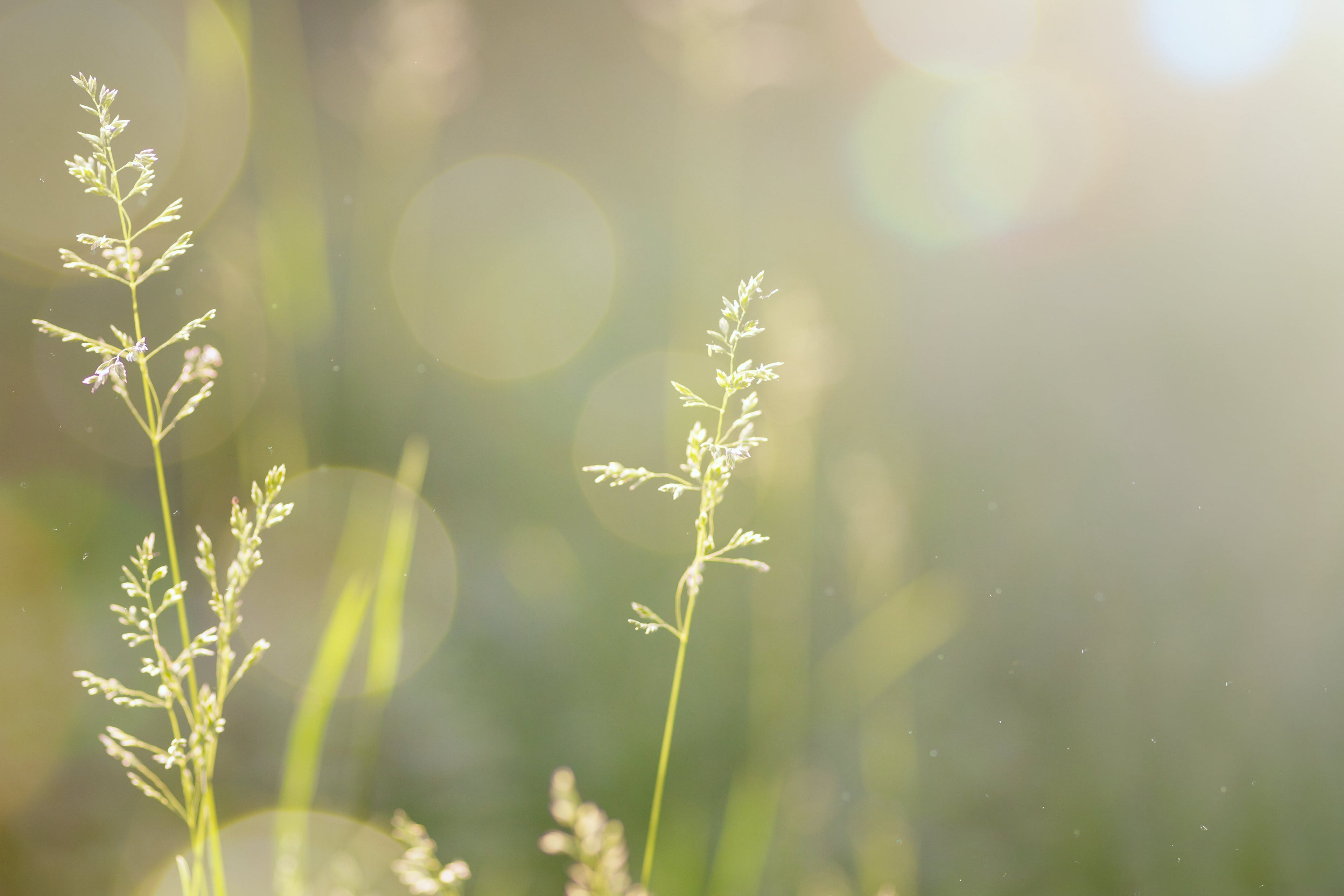 Beef Tallow vs Plant-Based Skincare