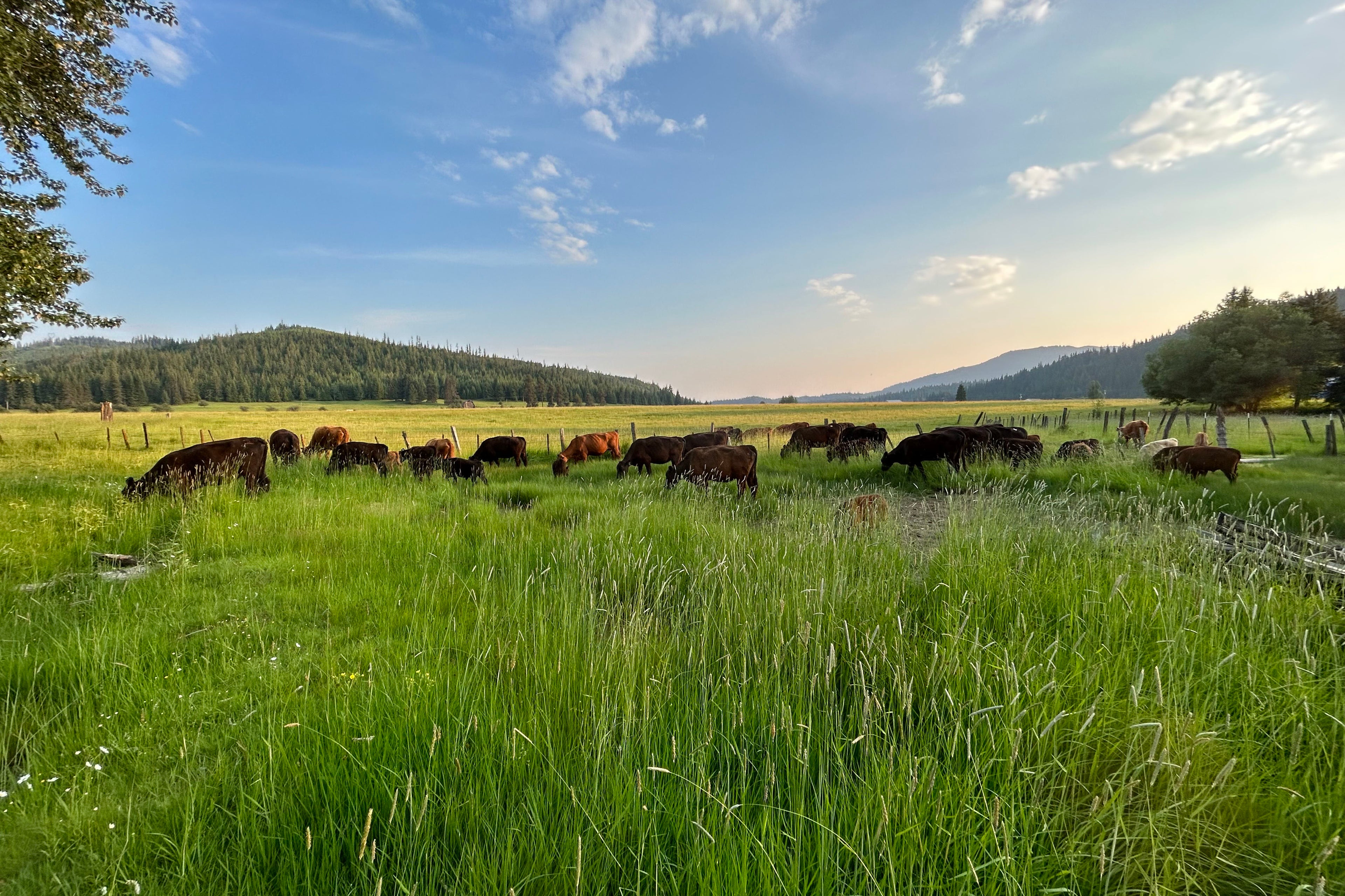 The Surprising Benefits of Natural Skin Care Products Made with Beef Tallow
