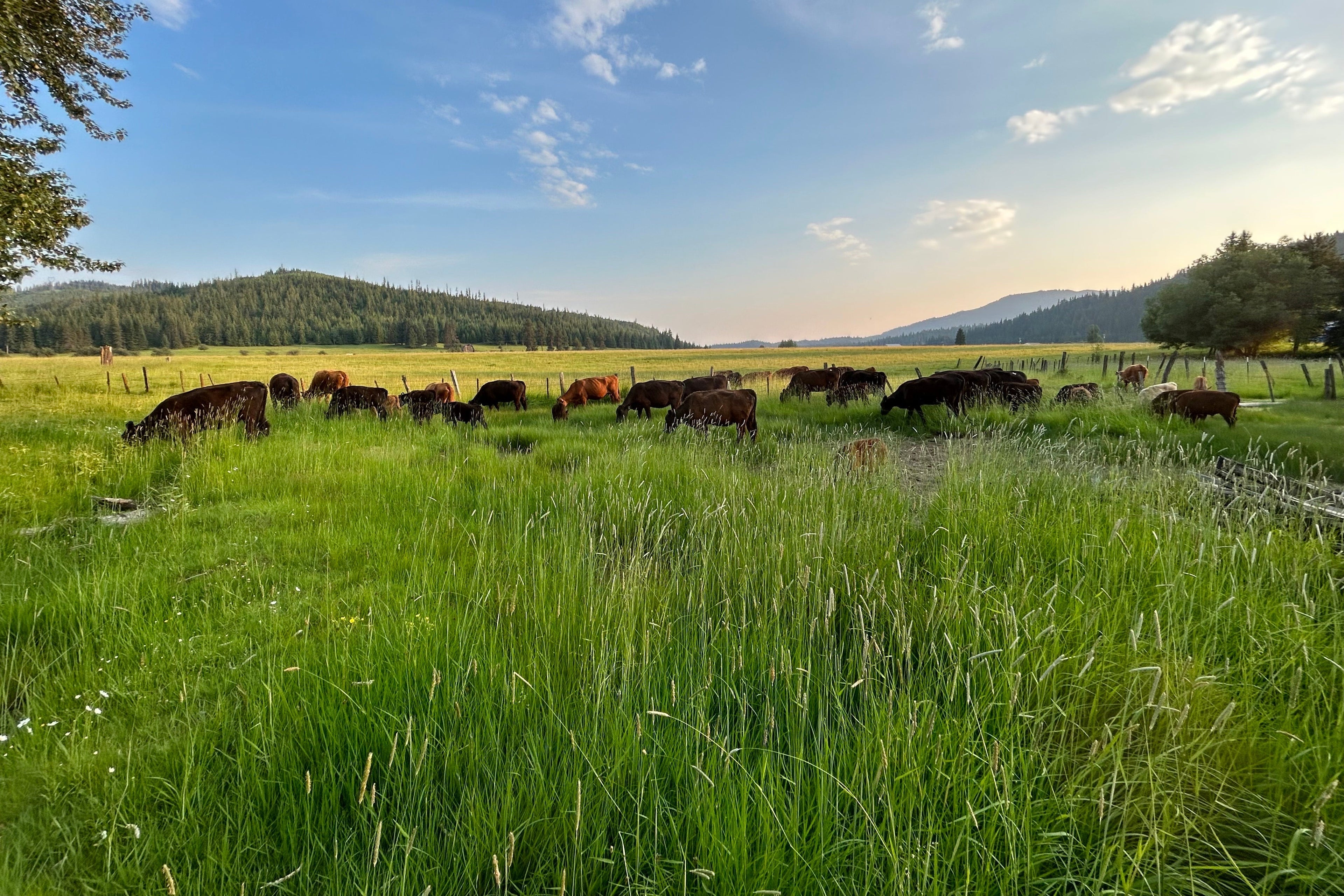 Beef Tallow