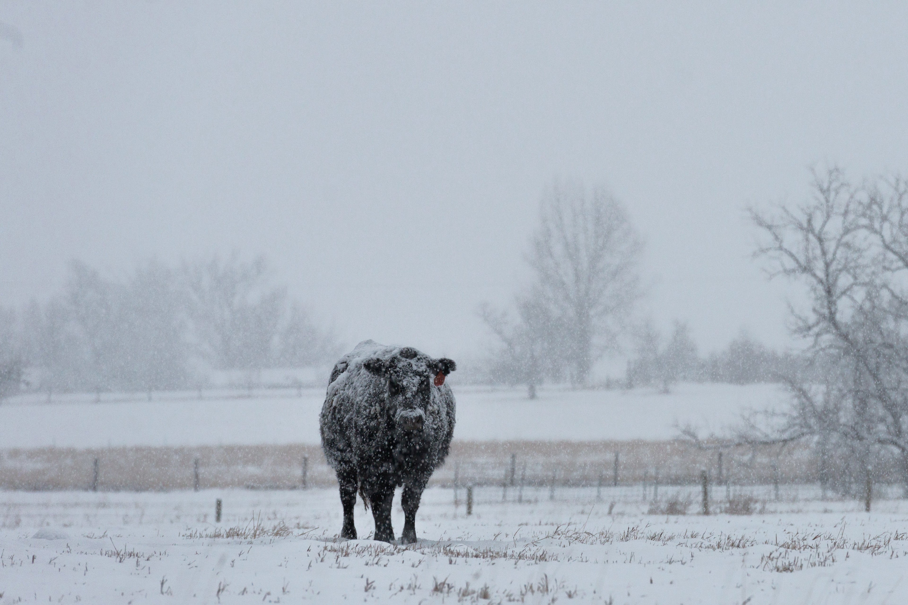 Winter Skincare Guide: Why Beef Tallow Moisturizer Is Your Best Defense