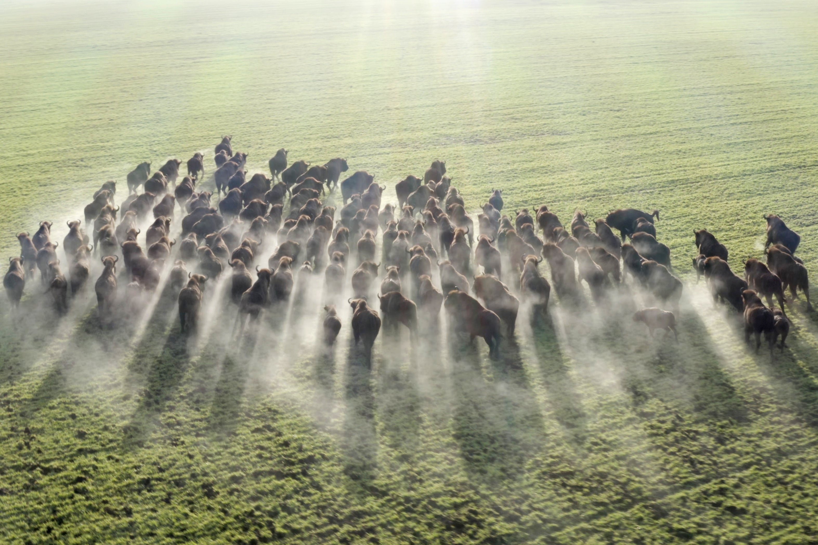 Bison Tallow vs Beef Tallow: Which Is Best for Your Skin?